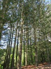 Araucaria heterophylla