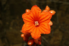 Cordia rickseckeri