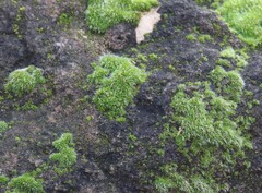 Tortula muralis