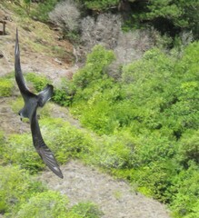 Pterodroma nigripennis