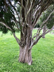 Juniperus virginiana