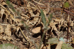 Eurema daira sidonia