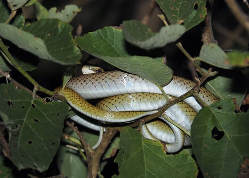 Mastigodryas reticulatus