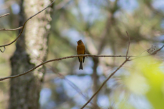 Mitrephanes phaeocercus