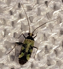 Phytocoris tiliae