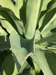 Agave angustifolia