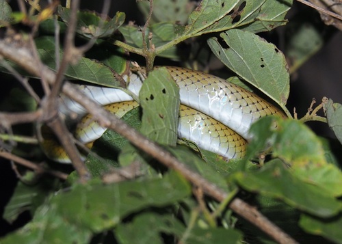 Mastigodryas reticulatus