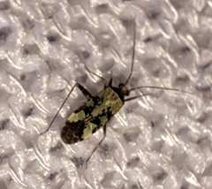 Phytocoris tiliae