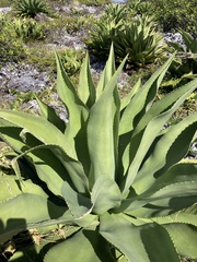 Agave angustifolia