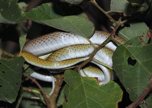 Mastigodryas reticulatus