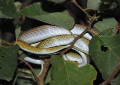 Mastigodryas reticulatus