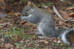 Sciurus arizonensis