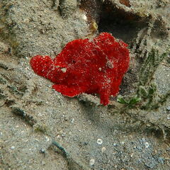 Antennarius commerson