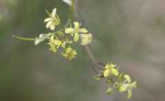 Sisymbrium altissimum