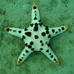 Protoreaster nodosus