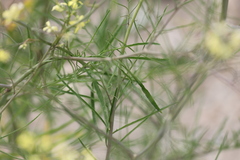 Sisymbrium altissimum