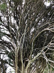 Juniperus virginiana