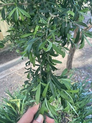 Kunzea leptospermoides