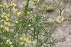 Sisymbrium altissimum