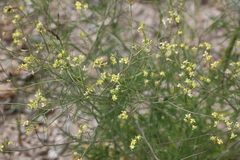 Sisymbrium altissimum