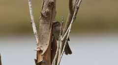 Podiceps cristatus australis