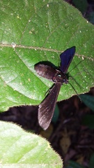 Saurita cryptoleuca