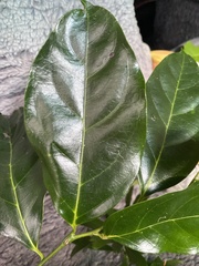 Pennantia cunninghamii