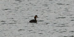 Podiceps cristatus australis