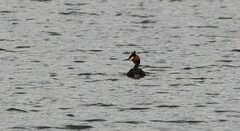 Podiceps cristatus australis