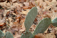 Opuntia gilvescens