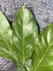 Pennantia cunninghamii