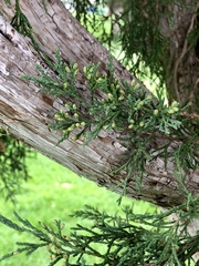 Juniperus virginiana
