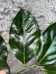 Pennantia cunninghamii