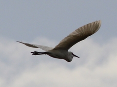 Egretta garzetta
