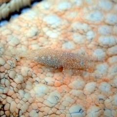 Zenopontonia soror