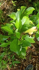 Brachyglottis kirkii