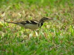 Dendronanthus indicus