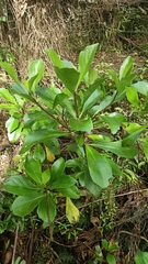 Brachyglottis kirkii