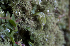 Pterostylis trullifolia