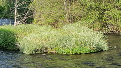 Phalaris arundinacea picta