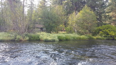 Phalaris arundinacea picta