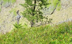 Pterodroma nigripennis