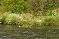 Phalaris arundinacea picta