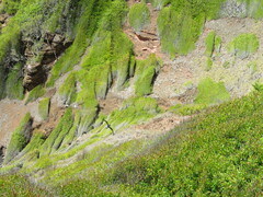 Pterodroma nigripennis