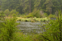 Phalaris arundinacea picta