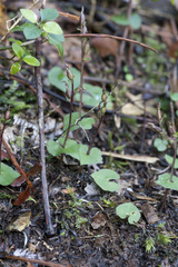 Acianthus sinclairii