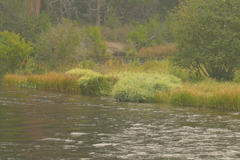 Phalaris arundinacea picta