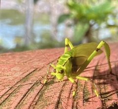 Cnemidophyllum lineatum