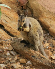 Petrogale lateralis
