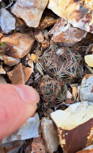 Pelecyphora hesteri